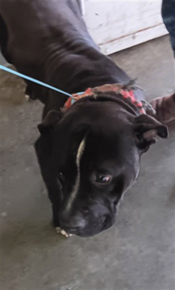 JUMBO - Pit Bull Terrier available for adoption