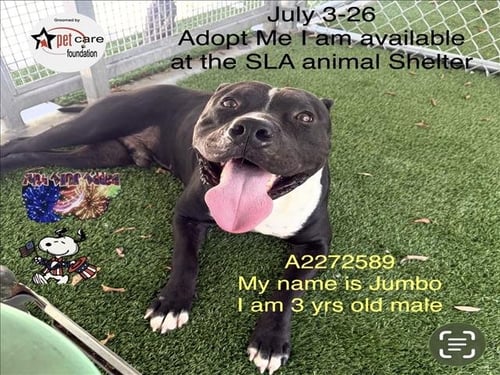 JUMBO - Pit Bull Terrier available for adoption