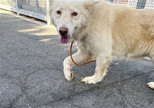 SOPHIA - Husky available for adoption