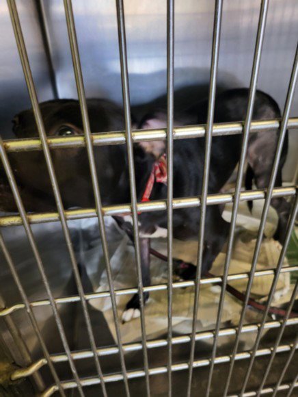SUNSHINE - Pit Bull Terrier available for adoption