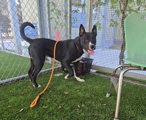 LUCKY - American Staffordshire Terrier available for adoption