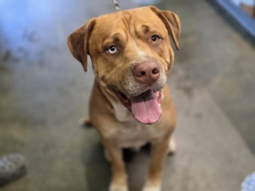 CANNELLO - Pit Bull Terrier available for adoption
