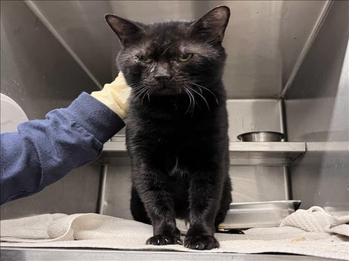 AZRIEL - Domestic Short Hair available for adoption