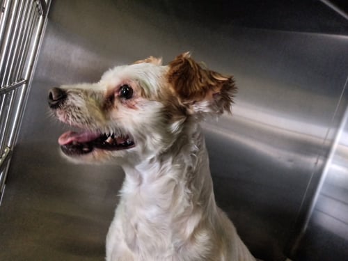 SCOTTIE - Poodle (Miniature) available for adoption