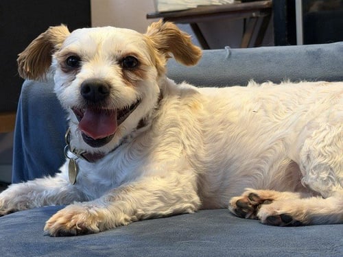 SCOTTIE - Poodle (Miniature) available for adoption
