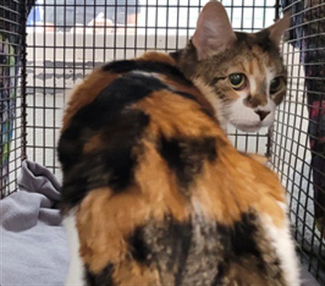 SPOTS - Domestic Short Hair available for adoption