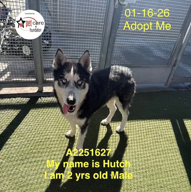 HUTCH - Siberian Husky available for adoption