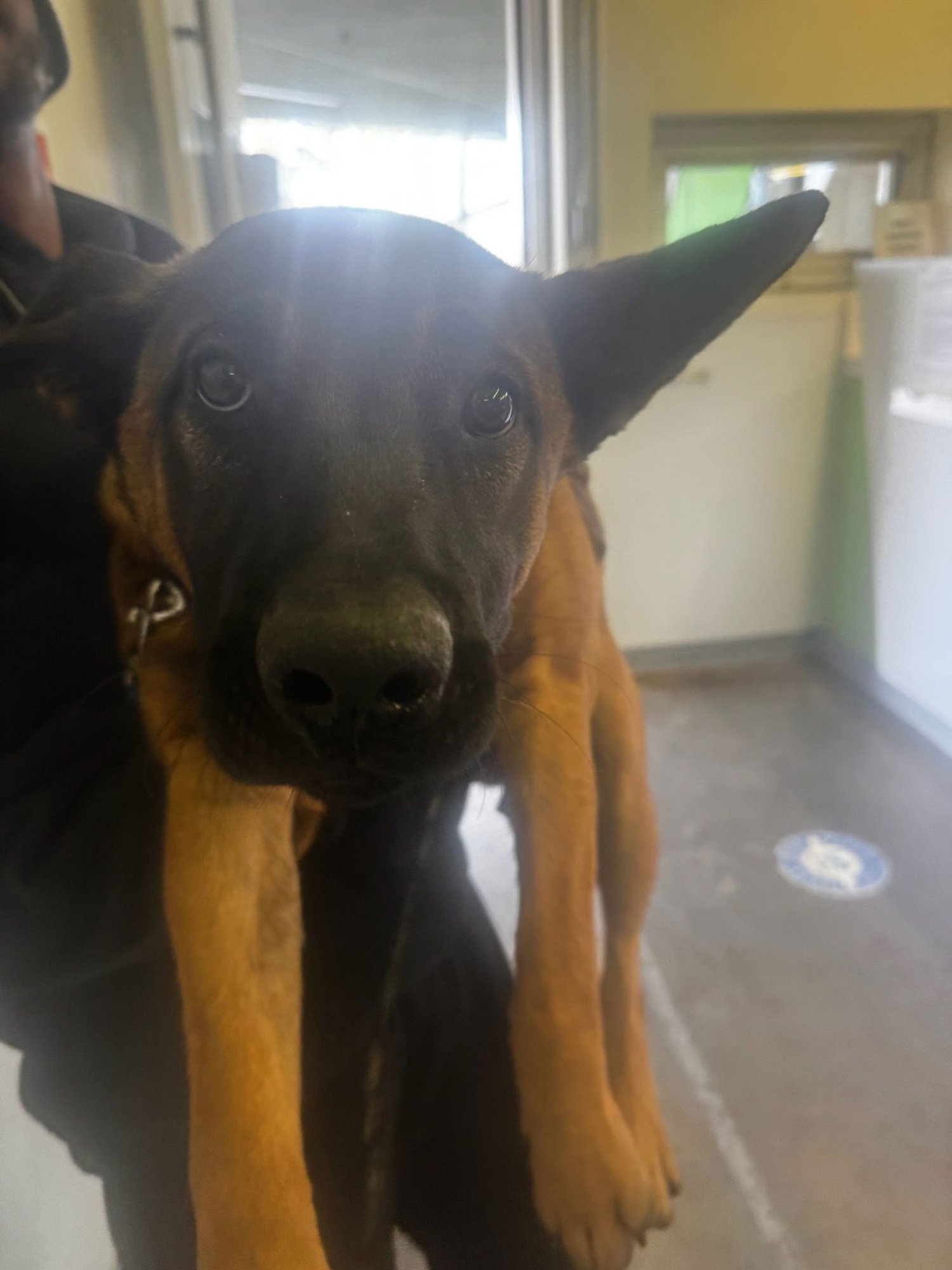 PRINCE - German Shepherd Dog available for adoption