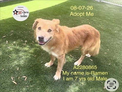 RAMEN - Labrador Retriever / Chow Chow available for adoption