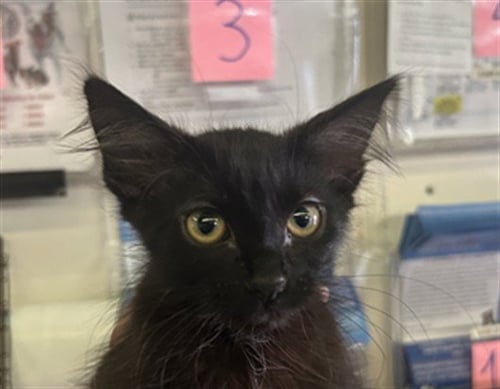 A2290119 - Domestic Short Hair available for adoption