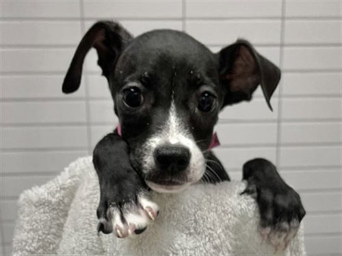 ARTHUR - Chihuahua available for adoption