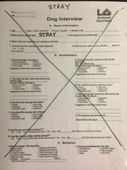 BOBBY - Pit Bull Terrier available for adoption