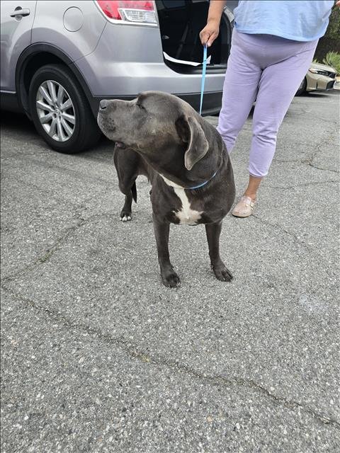 CHASE - Pit Bull Terrier available for adoption