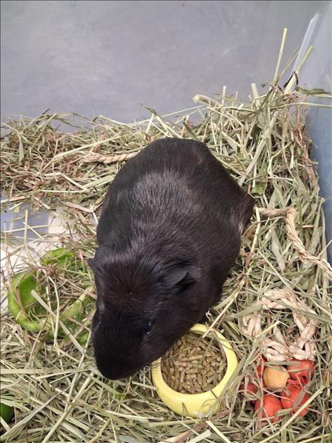 SHADOW - Guinea Pig available for adoption