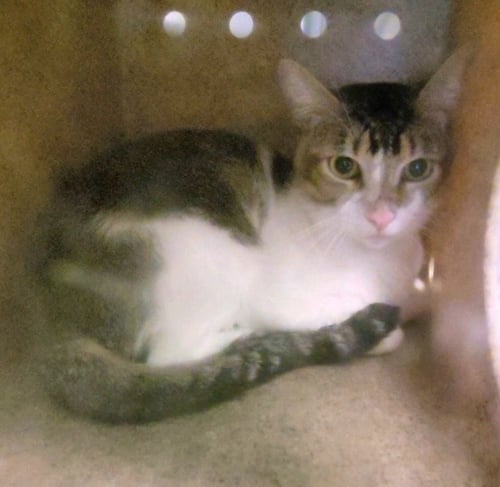 FERN - Domestic Short Hair available for adoption