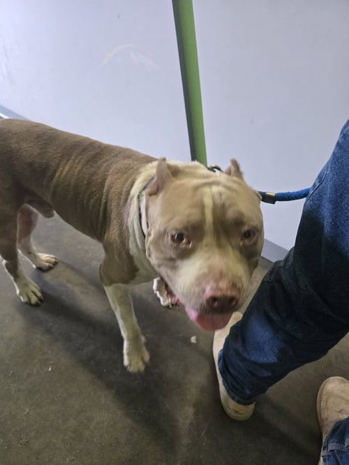 BRUNO - Pit Bull Terrier available for adoption