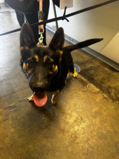 SUSSI - German Shepherd Dog available for adoption