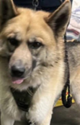 THOR - German Shepherd Dog available for adoption