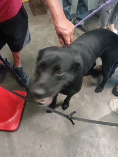 JACKIE - Labrador Retriever available for adoption