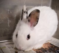 FLOPSY - Photo 1