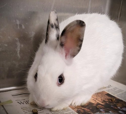 FLOPSY - American available for adoption