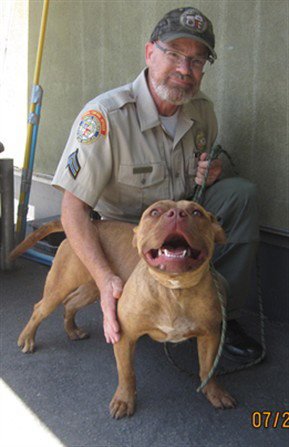 A2285849 - Pit Bull Terrier available for adoption