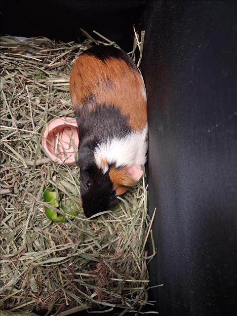 MORMAN - Guinea Pig available for adoption