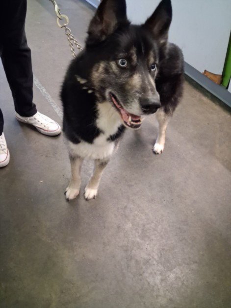 JOEL - Siberian Husky available for adoption