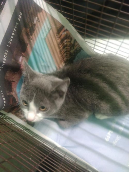 SKY - Domestic Short Hair available for adoption