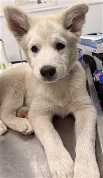 A2290437 - Husky / Chihuahua available for adoption