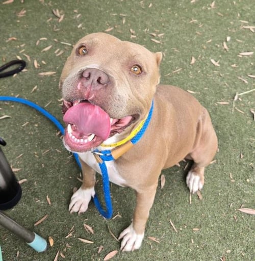 COCO - Pit Bull Terrier available for adoption