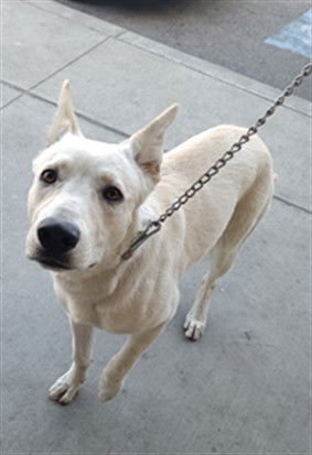 SNOWY - German Shepherd Dog available for adoption