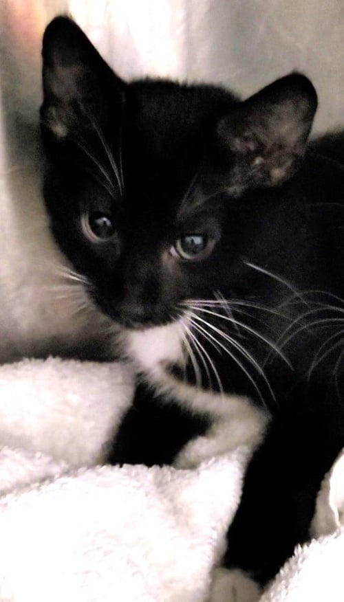 A2290018 - Domestic Short Hair available for adoption