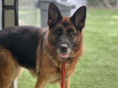AUTUMN - German Shepherd Dog available for adoption