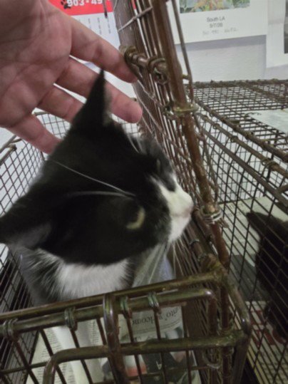 MARGE - Domestic Short Hair available for adoption