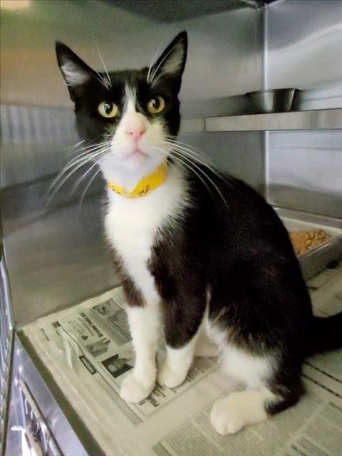 MARGE - Domestic Short Hair available for adoption