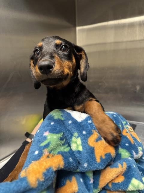 APRIL - Doberman Pinscher available for adoption