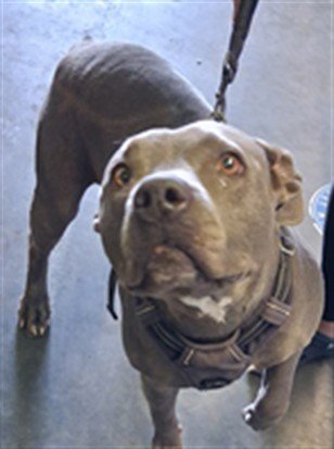 BELLA - Pit Bull Terrier available for adoption