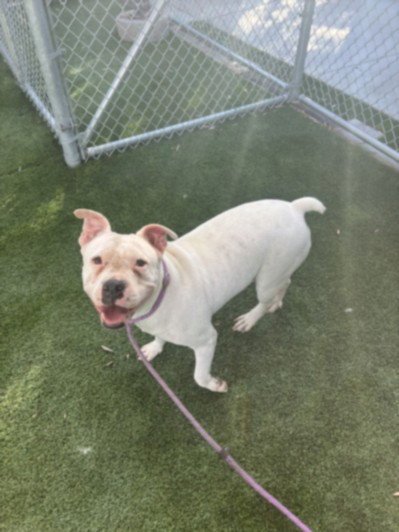 BLESSED ANGEL - American Bulldog available for adoption