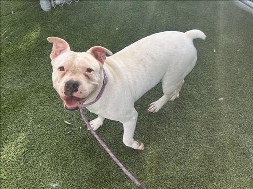 BLESSED ANGEL - American Bulldog available for adoption