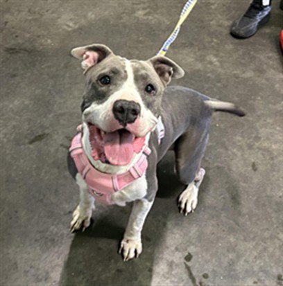 NINA - Pit Bull Terrier available for adoption