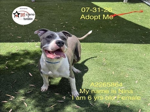 NINA - Pit Bull Terrier available for adoption