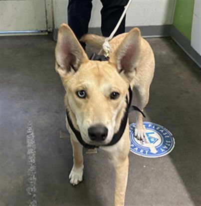 LUCY - Siberian Husky available for adoption