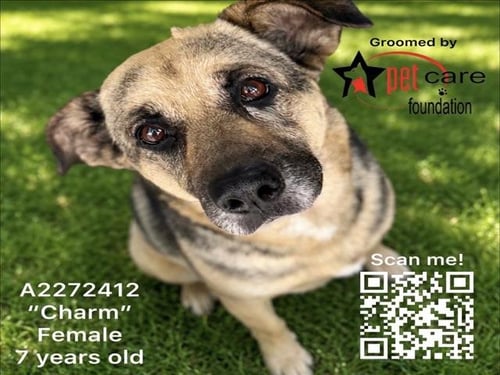 CHARM - German Shepherd Dog available for adoption