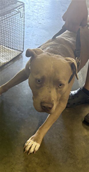 SHANE - Pit Bull Terrier available for adoption