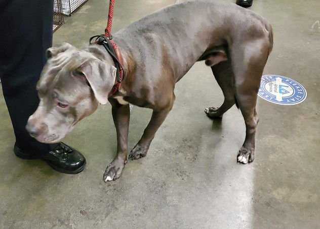 D'ANGELO - Pit Bull Terrier available for adoption