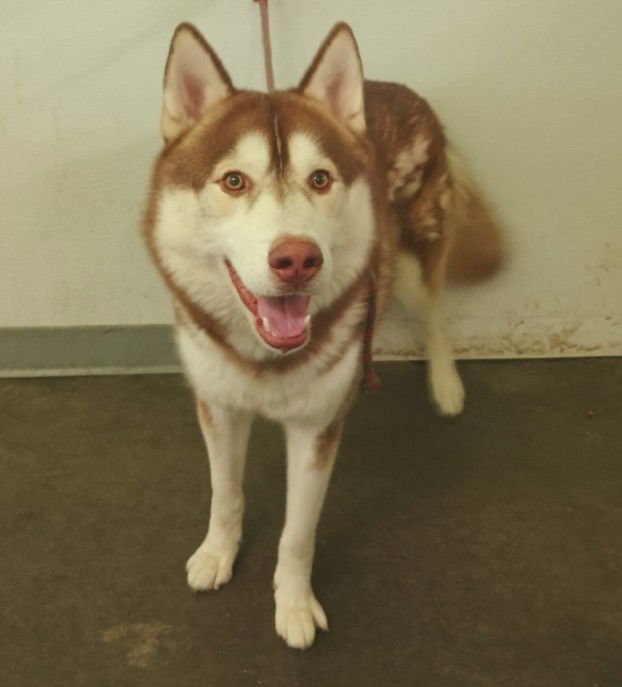 CHILI - Siberian Husky available for adoption