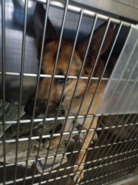 BIGGIE SMALL - German Shepherd Dog available for adoption
