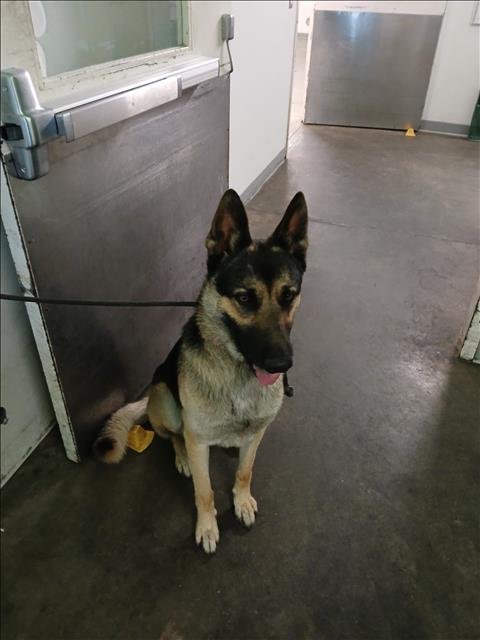 SONIC - German Shepherd Dog available for adoption