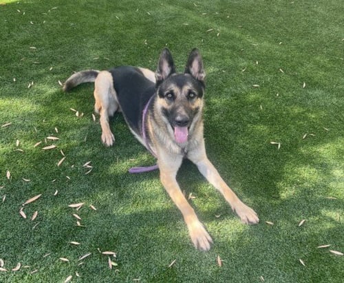 SONIC - German Shepherd Dog available for adoption